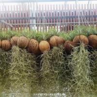 ราคา ทิลแลนเซีย เคราฤาษี ในลูกตีนเป็ด (2248079082)