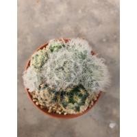 ราคา Mammillaria schiedeana , plumosa (3183883161)