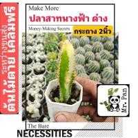 ราคา ปราสาทนางฟ้า ด่าง กระถาง 2นิ้ว คอนโดนางฟ้า ด่าง (21664817941)