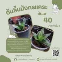 ราคา ลิ้นมังกรแคระ ฟอกอากาศ ตกแต่งห้อง (20182590708)
