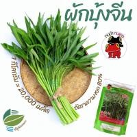 ราคา ผักบุ้งจีนใบไผ่ 1 กิโลกรัม ผักบุ้งหมูกะทะ ผักบุ้งใบไผ่ (Chinese Convolvulus) (16742293250)