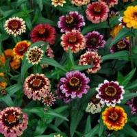 ราคา 100 เมล็ด ดอกบานชื่น บานชื่นหนู บานชื่นฝรั่ง กระดุม ดอกเล็ก Zinnia Seeds ดอกคละสีแฟนตาซี (24897317463)