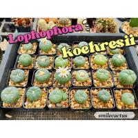 ราคา โลโฟวิลเลี่ยมในกระถาง2นิ้ว (21793870504)