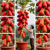 ราคา 10seeds ปลูกง่าย Red Lady Papaya Plant Fruit Seed Dwarf Papaya Tree Seeds เมล็ดมะละกอฮอลแลนด์ (54457210700)