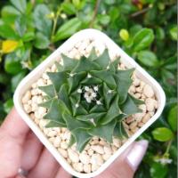 ราคา กลีบกระทง ต้นใหญ่ สวยๆ Obregonia denegrii (2646689876)