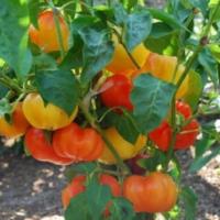 ราคา เมล็ดพันธุ์ อัลม่า ปาปริก้า ( Alma Paprika Pepper Seed ) บรรจุ 20 เมล็ด พริกอัลม่า ปาปริก้า พริกทรงฟักทอง เผ็ดน้อย (21863554994)