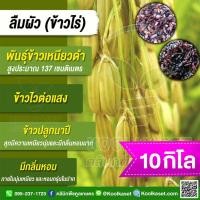 ราคา เมล็ดพันธุ์ข้าว ข้าวเหนียวดำ ข้าวไร่ ลืมผัว ปลูกที่ดอน นาโคก สภาพไร่ นาปี นุ่ม หอมจนลืมผัว 10 กก. คูลเกษตร ไรซ์ KR30.5 (42356706635)