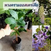 ราคา ต้นพวงครามออสเตรเลียแบบปักชำกิ่งต้นแข็งแรงสูง40-45ซม. (22620577367)