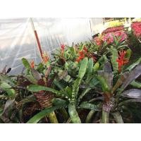 ราคา หน่อตัดสด สับปะรดสี-ม้าลาย#bromeliad# Aec. Santinii แอคเทีย ซานตินี่ #ต้นไม้สวยงาม# ไม้ประดับ# ตกแต่งบ้าน#bromeliad (7316345081)