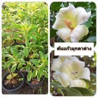 ราคา ต้นแก้วมุกดาด่าง แก้วมุกดาด่าง (41810525671)
