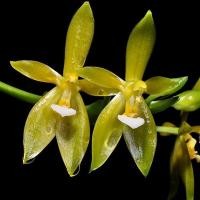 ราคา กล้วยไม้เขากวางอ่อนเผือก Phalaenopsis curnu-ceri alba (6741582465)