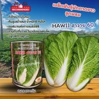 ราคา เมล็ดพันธุ์ผักกาดขาวฮาวาย ลุ้ยกะหล่ำ (ตราภูเขาทอง) ขนาด 100 กรัม (27943983725)