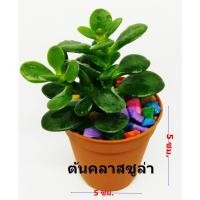 ราคา ต้นคลาสซูล่า ต้นไม้สวรรค์ ต้นใบเงิน Crassula Jade Plant ภาพถ่ายจากสินค้าจริง บอนไซ Money Plant ต้นมันนี่ ต้นไม้มงคล (1158743995)