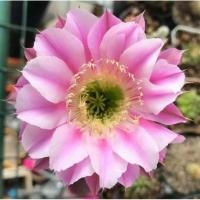 ราคา Echinopsis อิชินอปซิส ไฮบริดแองเจิ้ล กระถาง 2 นิ้ว (6964187440)