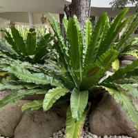 ราคา Fern, Bird’s nest Fern, เฟิร์นข้าหลวง, เฟิน, ต้นเฟิร์น, ข้าหลวง, เฟิร์นหลังลาย, เฟิร์นข้าหลวง, เฟิร์นข้าหลวงหลังลาย (10489888757)