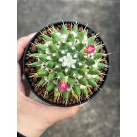 ราคา Mammillaria bucareliensis แมมหนามทุเรียน แคคตัส กระบองเพชร (47907713035)