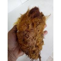 ราคา ว่านลูกไก่ทอง ขนาดเล็ก ขนสีทองสร้างโชคลาภแก่ผู้ปลูก ลูกไก่ทอง ไก่ทอง ว่านลูกไก่ ไม้มงคล (17013007037)