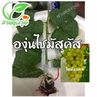ราคา องุ่นไซมัสคัส ไร้เมล็ด(กิ่งตอนตอป่าติดตา) แท้% ซื้อ5กิ่งแถมฟรี1กิ่ง (12255309776)