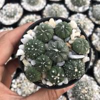 ราคา กระบองเพชร cactus พันธุ์ Astrophytum Asterias เหมากระถาง (11200598742)