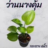 ราคา ต้นว่านนางคุ้ม กระถาง 6นิ้ว (29668545512)