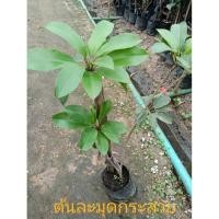 ราคา ต้นละมุดกระสวยมาเลย์ (Malay Sapodilla) (56900630213)