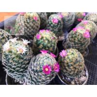 ราคา แมมขนนกเหลือง ดอกชมพู (11382809153)