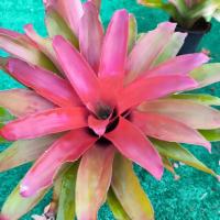 ราคา สับปะรดสีหัวแดง" หรือ "Blushing Bromeliad" (24600730842)