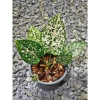 ราคา Aglaonema Morodoklok อโกลนีมา มรดกโลก (19273689481)
