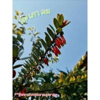 ราคา (สะเภาลม) แมวน้ำ เหง้าน้ำทิพย์ พืชหายาก ต้นไม้หายาก ต้นไม้ประดับ (17360422474)
