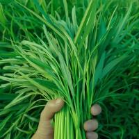 ราคา เมล็ดผักบุ้งจีนใบไผ่ ทิวไผ่เรียว ตราภูเขาทอง Kangkong Seeds เมล็ดผักบุ้ง เมล็ดผักบุ้งจีน เมล็ดพันธุ์ผัก เมล็ดผักสวนครัว (54661232330)
