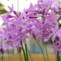 ราคา กุยช่ายฮาวาย, กุยช่ายประดับดอกสีม่วง ดอกสีสวยพุ่มเล็กน่ารัก Tulbaghia violacea, Society Garlic (42081110633)