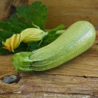 ราคา 10 เมล็ด ซูกินี บวบฝรั่ง หรือ คอร์เกตต์ courgette Zucchini Seeds สายพันธุ์ Grey Zucchini (43272544014)
