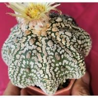 ราคา แอสโตรไฟตั้ม 11/112024​ #แคสตัส castus​ astrophytum แอสโตร แอสโตร​ไ​ฟตั้​ม แอสโตรไฟตัม กระบองเพชร (28567630987)