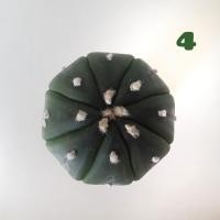 ราคา Cactus / Astrophytum asterias nudum (96892832)