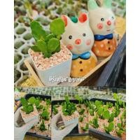 ราคา โอพันเทีย โอพันเทียใบบาง โบตั๋น (13656566046)