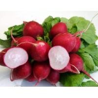 ราคา เมล็ดพันธุ์ เรดิช Radish-Saxa 30 seeds นำเข้าจากฮอลแลนด์ (ราคาถูกมาก)พร้อมคำแนะนำการเพาะเมล็ด (2145339339)
