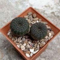 ราคา เฟเรีย คัสตาเนีย ( Frailea Castanea ) 2ต้น 190บาท แคคตัส Cactus กระบองเพชร (8961630963)
