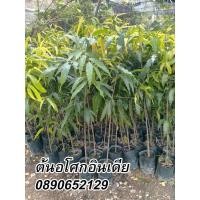 ราคา ต้นอโศกอินเดีย สูง 30-60ซม. (15104942859)