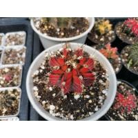 ราคา ิยิมโนด่าง​ ไม้เมล็ด​ ตรงปก​ 1​ ต้น​ ภาพ20/3/65​ Cactus​ แคคตัส กระบองเพชร​ ไม้อวบน้ำ​ ยิมโนด่าง​ Gymnocalycium​ gymno​ (17128080165)