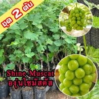 ราคา 2 ต้นองุ่น Shine Muscat ต้นพันธุ์องุ่นไซมัสคัสเสียบยอด องุ่นไซมัสแคทเสียบยอดสูง 40-60 ซม. ต้นองุ่น Shine Muscat (50301845116)