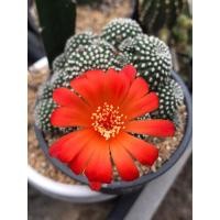 ราคา การประกันคุณภาพ รีบูเทียดอกส้มแสด Rebutia Krainziana (26954153122)