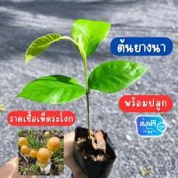 ราคา [เก็บส่วนลดหน้าร้าน] ต้นกล้ายางนาราดเชื้อเห็ดระโงก 25 บาท ซื้อ 2 ต้นส่งฟรี ต้นยางนา ต้นกล้ายางนา พร้อมปลูก 30-40 ซม. (42252924943)