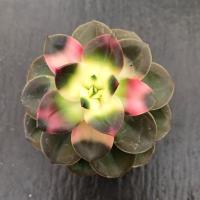 ราคา กุหลาบหิน ช็อคโกแลต สวยสดใส น่ารัก (6908511723)