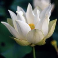 ราคา 5 เมล็ด ดอกบัว บัวนอก บัวฝรั่ง เมล็ดดอกบัว Lotus Seeds สายพันธุ์ เบบี้ดอล (46008897851)
