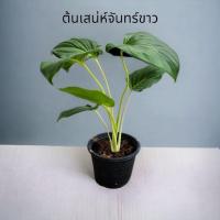 ราคา ต้นเสน่ห์จันทร์ขาว ไม้ฟอกอากาศ (จัดส่งพร้อมกระถาง) (18692309478)