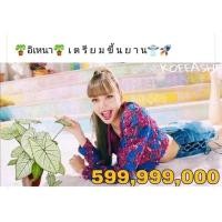 ราคา บอนสีขาวเขียวสะอาด.. มีชื่อว่าบอนอิเหนา (8293685966)