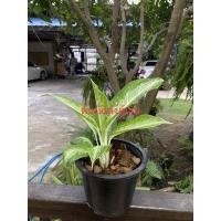 ราคา ต้นอโกลนีมา บัลลังค์เงิน ขนาดกระถาง 6นิ้ว (3968197987)