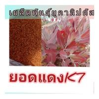 ราคา ต้นกล้ายูคาลิปตัส K7 12-15 ซม 100 ต้น 289 บาท (58059842654)
