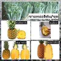 ราคา [5 หน่อ/ชุด] ต้นสับปะรด,หน่อสับปะรด สับปะรด พันธุ์MD2, พันธุ์ฉีกตา, พันธุ์ปัตตาเวีย, พันธุ์ตราดสีทอง พร้อมส่ง (13639377748)