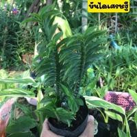 ราคา บันไดเศรษฐีว่านตีนตะขาบ ไม้มงคล ไม้ฟอกอากาศ ขายพร้อมถุงชำ ต้นหลายกิ่ง พร้อมปลูก (14879175229)